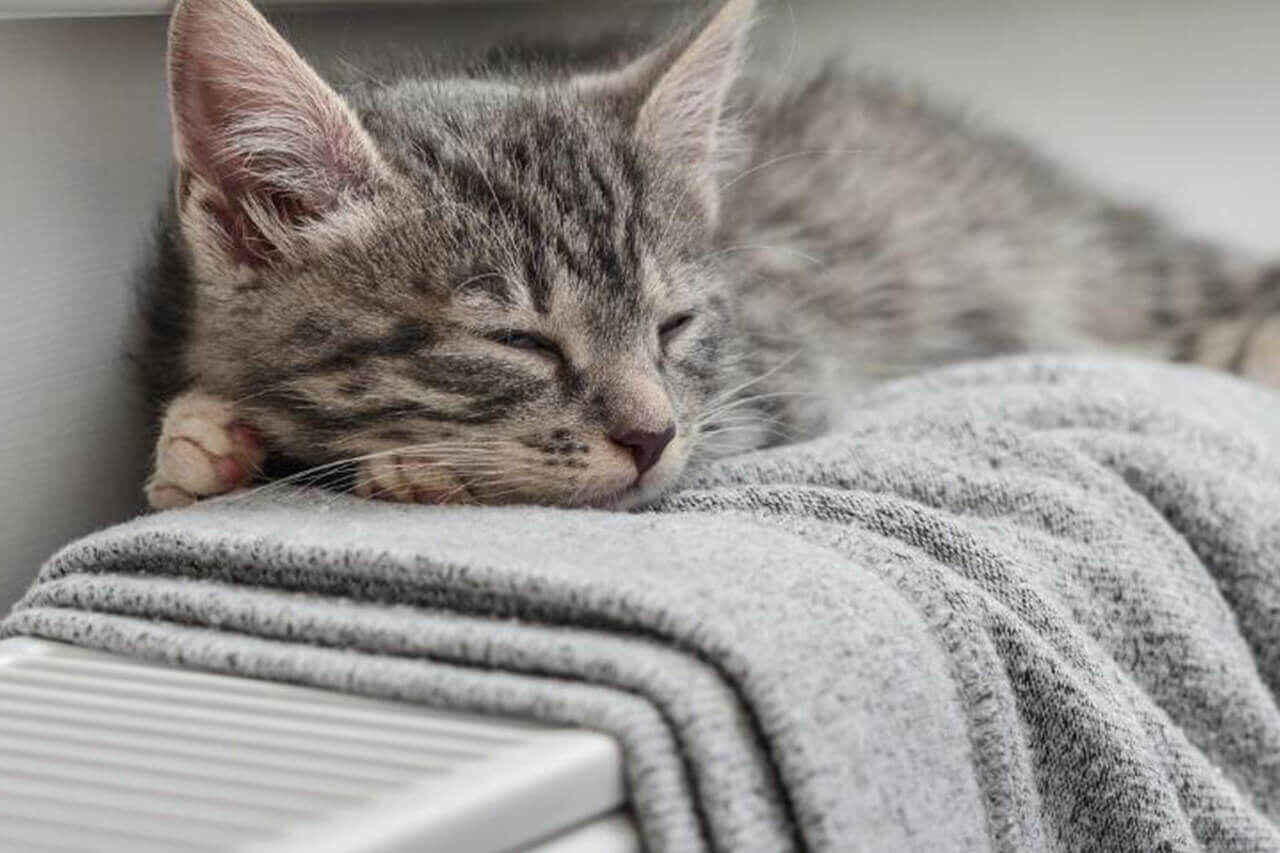 What is a heat only boiler? | Viessmann UK