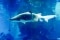 Blue Planet Aquarium